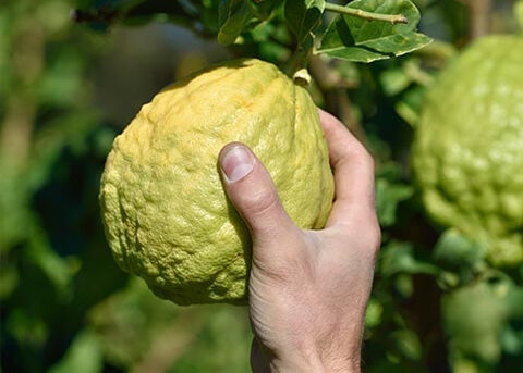 cedrat fruit being picked